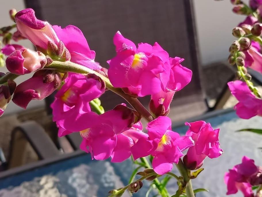 Smaragdas Paradise هيدرا المظهر الخارجي الصورة
